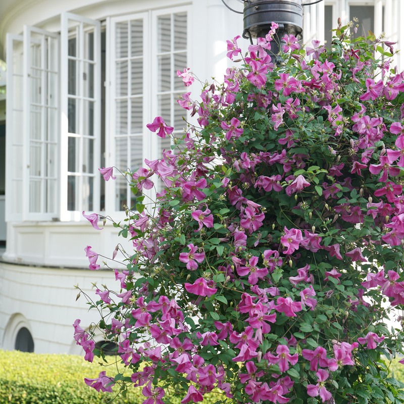 Clematis | Pink Mink® | Proven Winners® Shrubs – Proven Winners Clematis | Pink Mink® | Proven Winners® Shrubs – Proven Winners