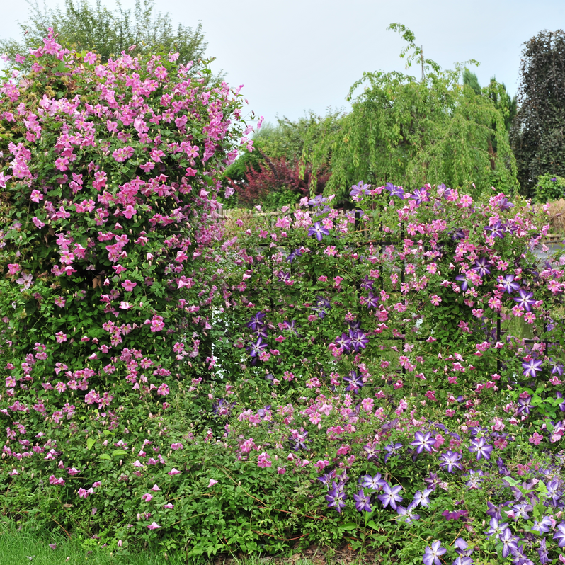 Clematis | Pink Mink® | Proven Winners® Shrubs – Proven Winners