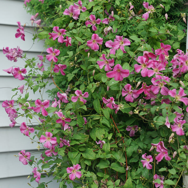 Clematis | Pink Mink® | Proven Winners® Shrubs – Proven Winners