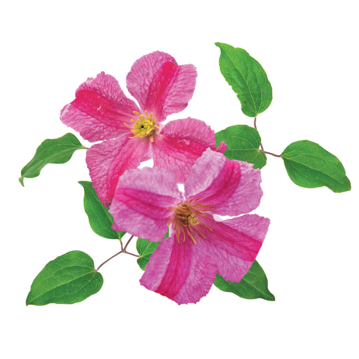 Clematis | Pink Mink® | Proven Winners® Shrubs – Proven Winners