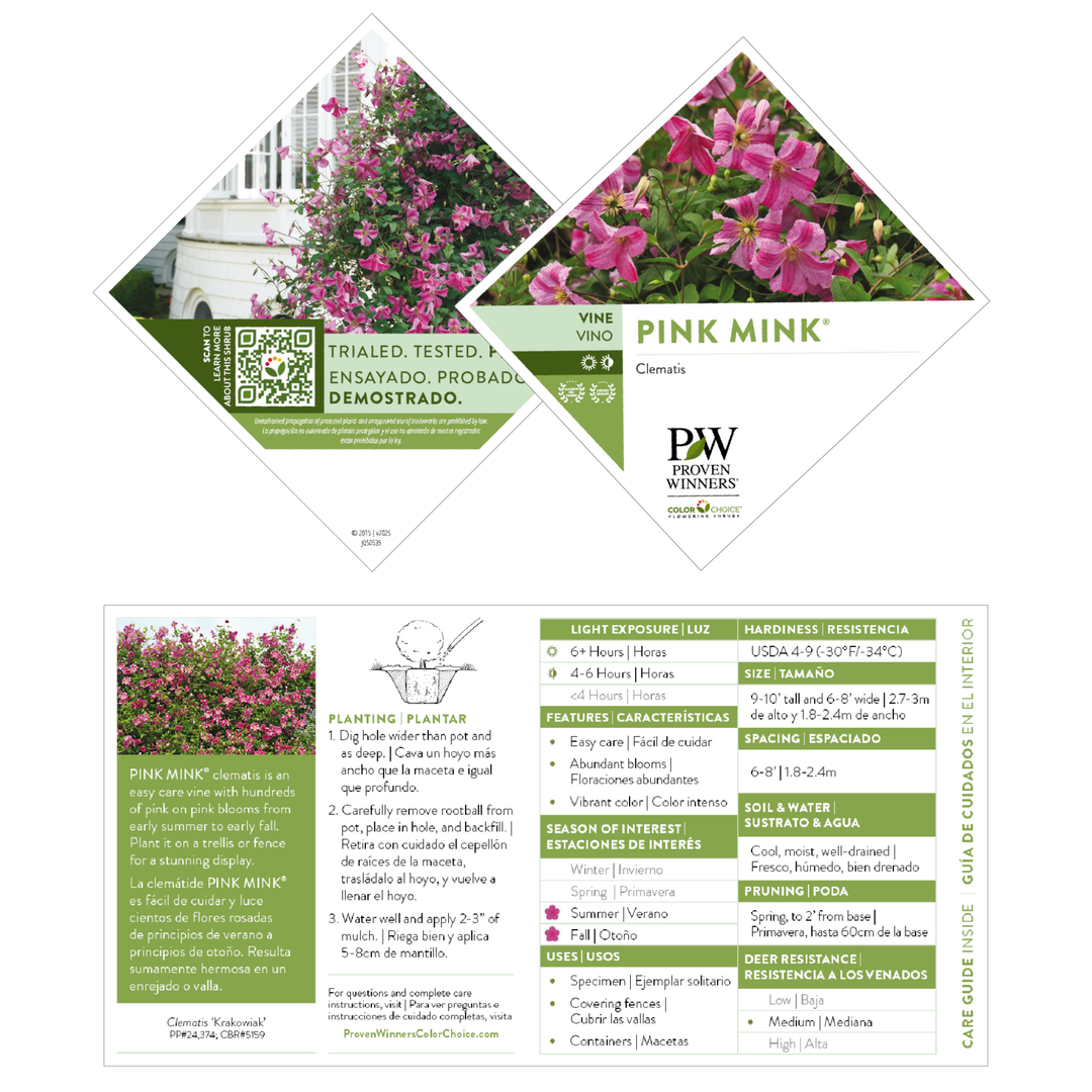 Clematis | Pink Mink® | Proven Winners® Shrubs – Proven Winners Clematis | Pink Mink® | Proven Winners® Shrubs – Proven Winners