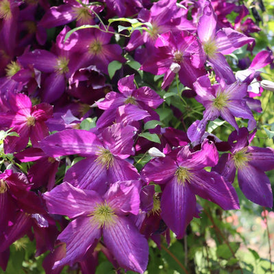 Happy Jack® Purple Clematis (Clematis x)