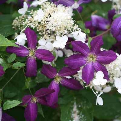 Happy Jack Purple Happy Jack Purple Clematis up close.