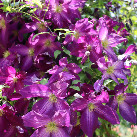 Happy Jack® Purple Clematis