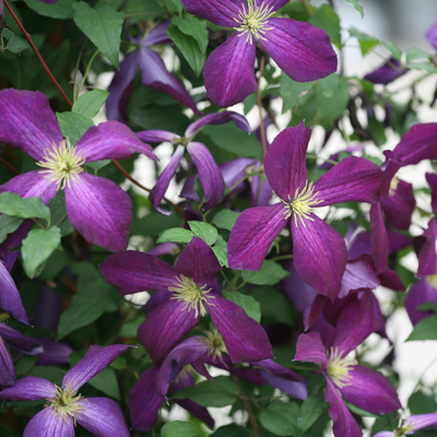 Happy Jack Purple Happy Jack Purple Clematis up close.