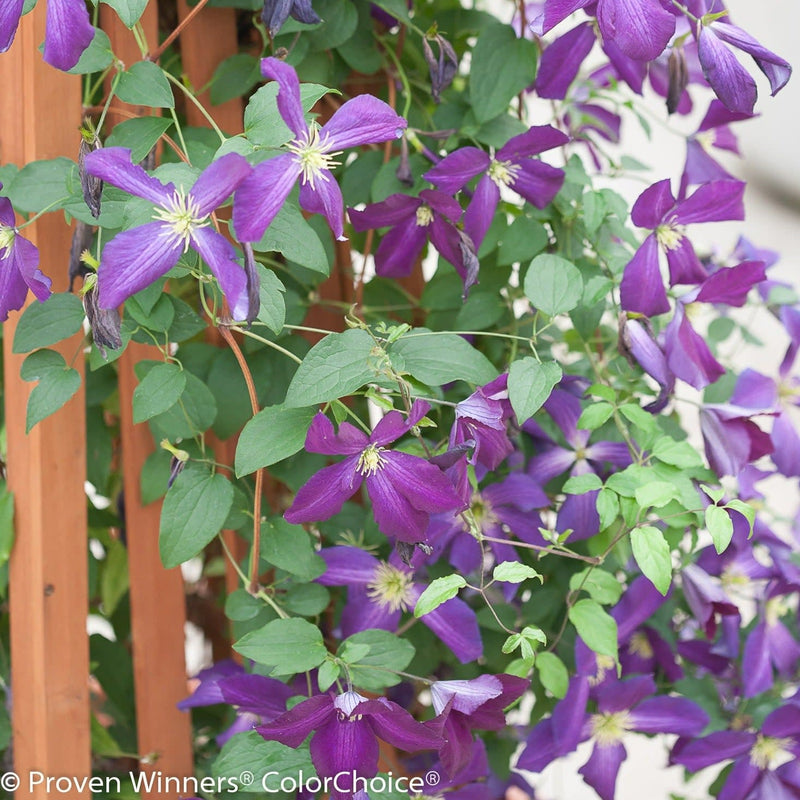 Happy Jack Purple Clematis up close.