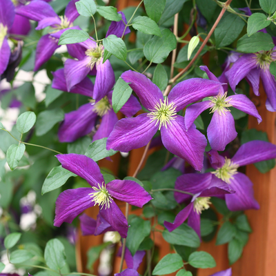 Happy Jack Purple Happy Jack Purple Clematis up close.