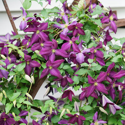 Happy Jack Purple Happy Jack Purple Clematis up close.