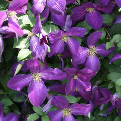 Happy Jack Purple Clematis up close.