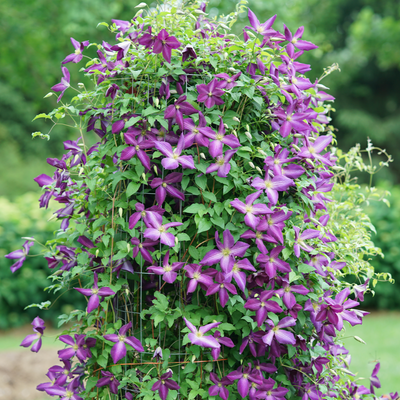 Happy Jack Purple Happy Jack Purple Clematis in focus.