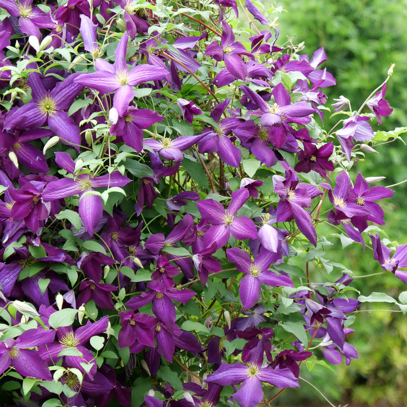 Happy Jack Purple Happy Jack Purple Clematis in focus.