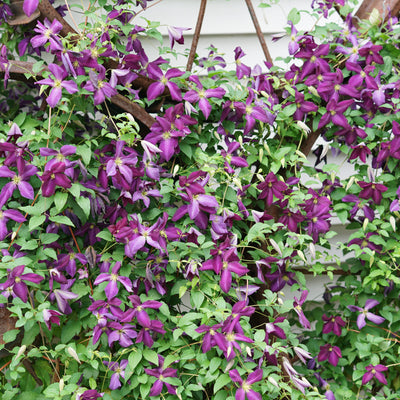 Happy Jack Purple Clematis in focus.