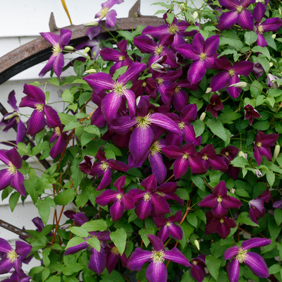 Happy Jack Purple Happy Jack Purple Clematis in use.