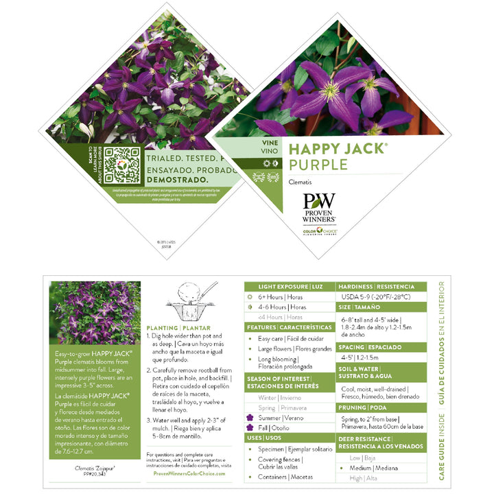 花輝 オーダーページ Clematis | Happy Jack® Purple | Proven Winners® Shrubs – Proven