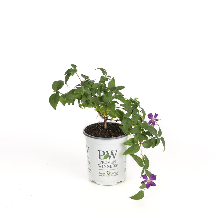 Happy Jack® Purple Clematis