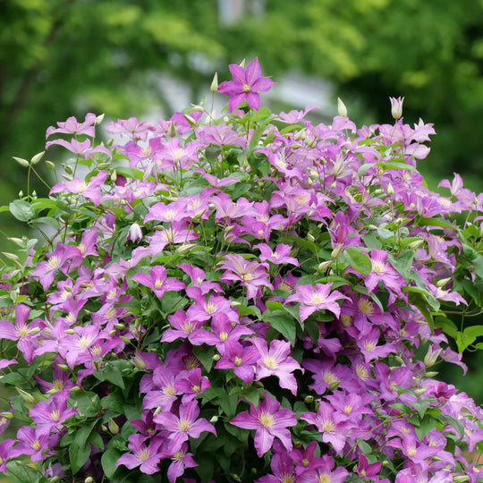 Jolly Good™ Clematis