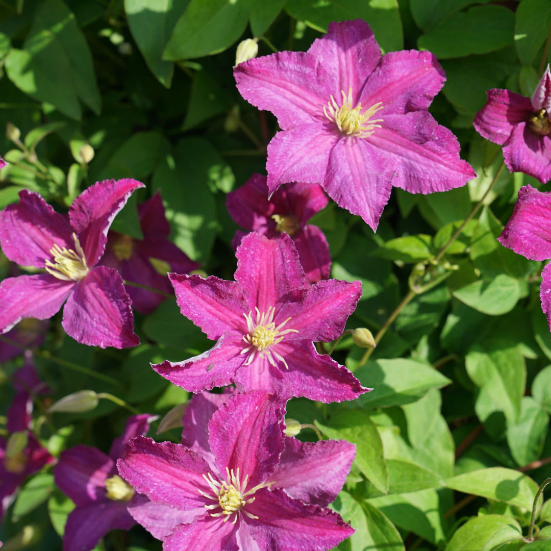 ウィルスバスター Clematis | Jolly Good™ | Proven Winners® Shrubs – Proven Winners