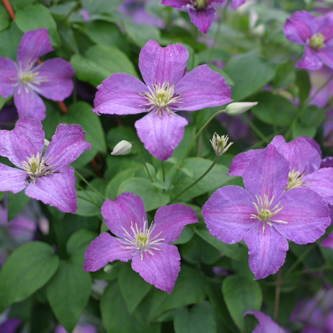 Jolly Good™ Clematis