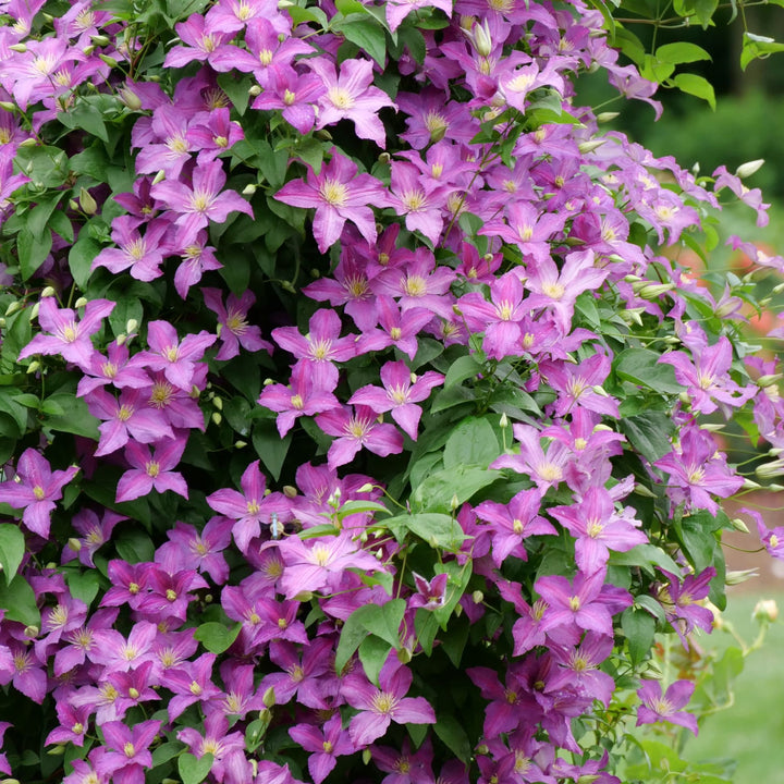 Jolly Good™ Clematis