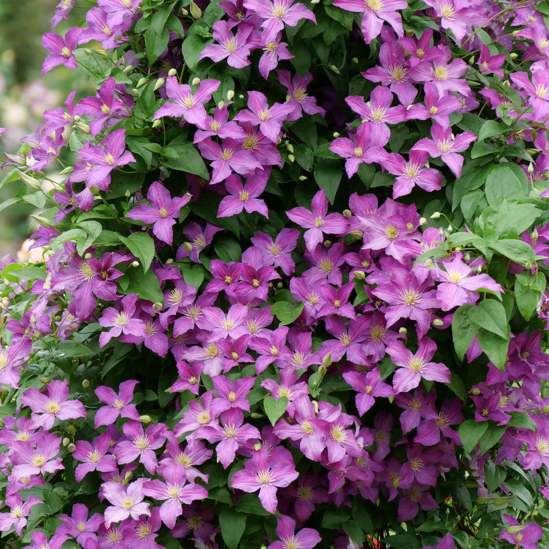 Jolly Good™ Clematis