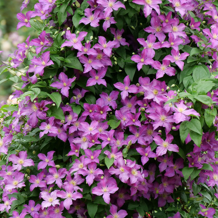 Jolly Good™ Clematis
