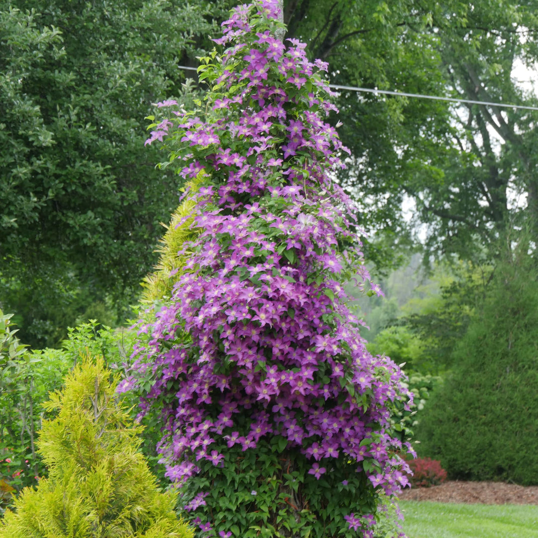 Jolly Good™ Clematis