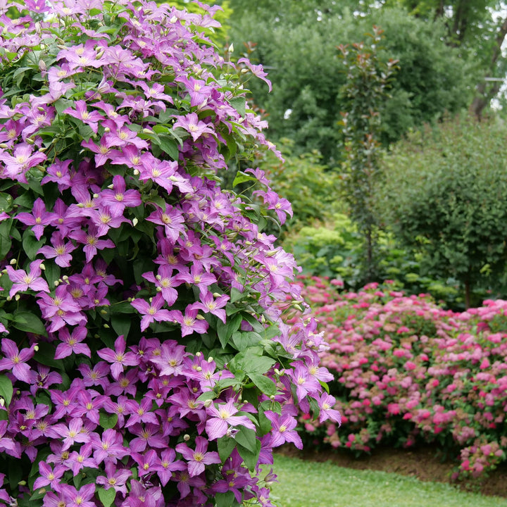 Jolly Good™ Clematis