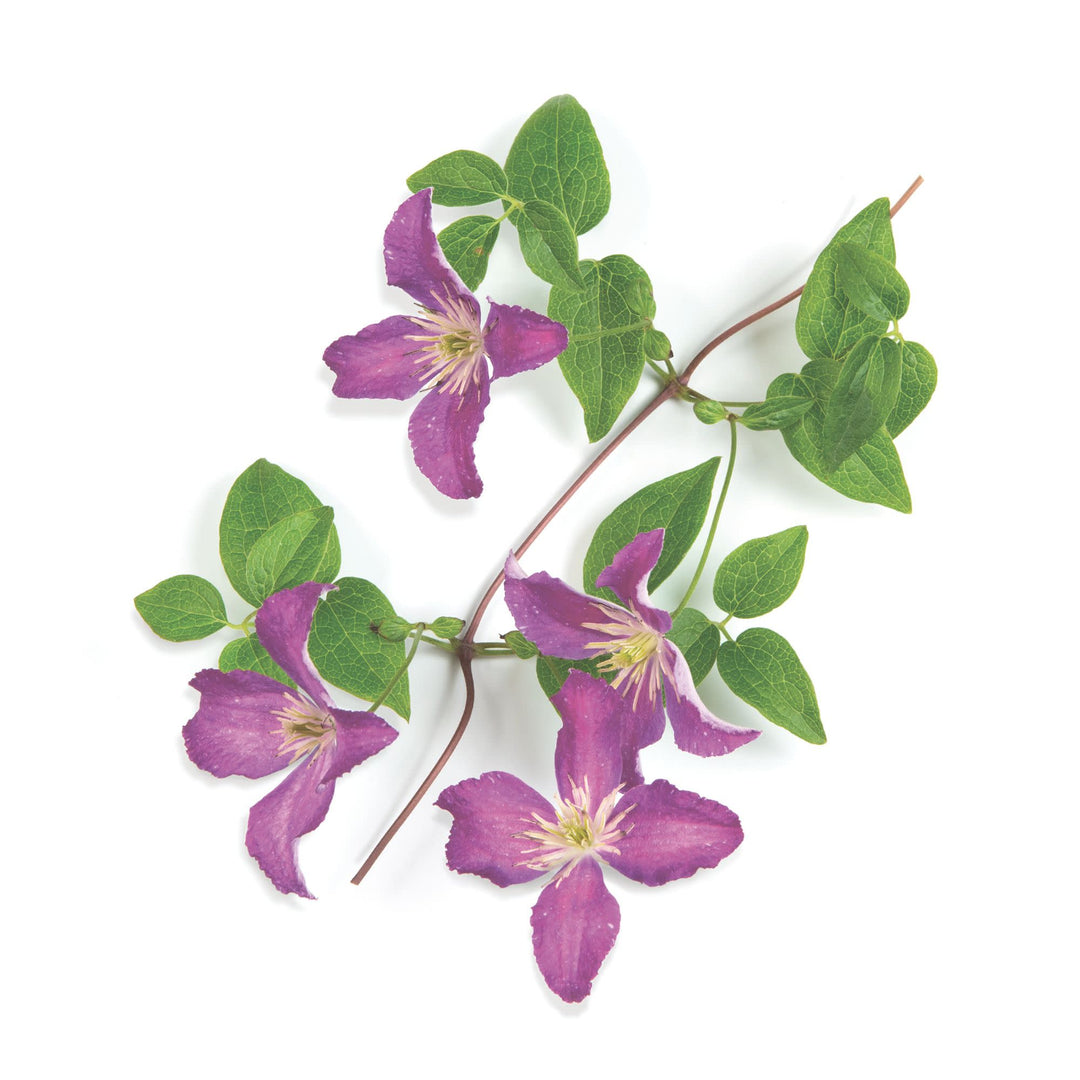 Clematis | Jolly Good™ | Proven Winners® Shrubs – Proven Winners