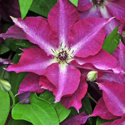 'Viva Polonia' Clematis up close.