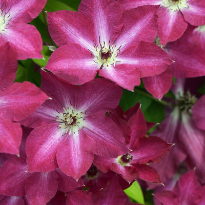 'Viva Polonia' Clematis up close.