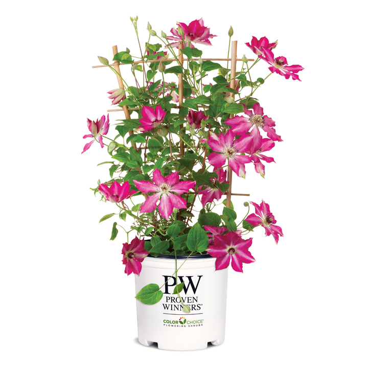 Clematis | 'Viva Polonia' | Proven Winners® Shrubs – Proven