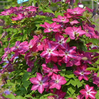 'Viva Polonia' Clematis in focus.