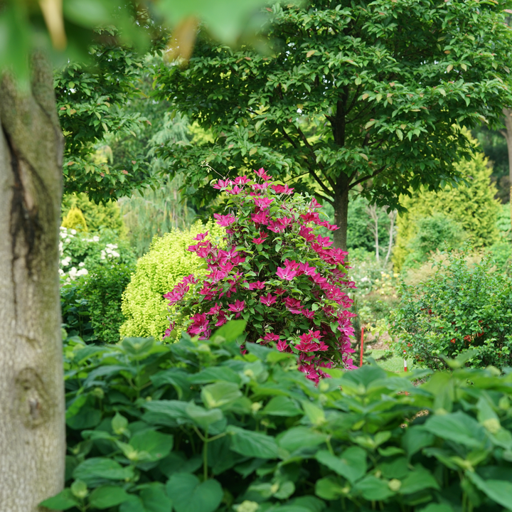 フラワー Clematis | 'Viva Polonia' | Proven Winners® Shrubs – Proven