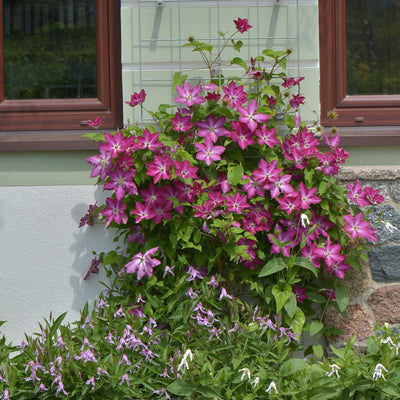 'Viva Polonia' Clematis in use.