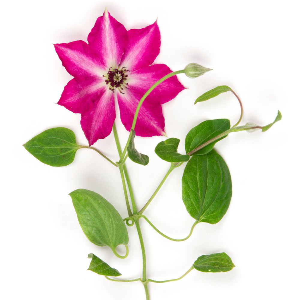 Clematis | 'Viva Polonia' | Proven Winners® Shrubs – Proven