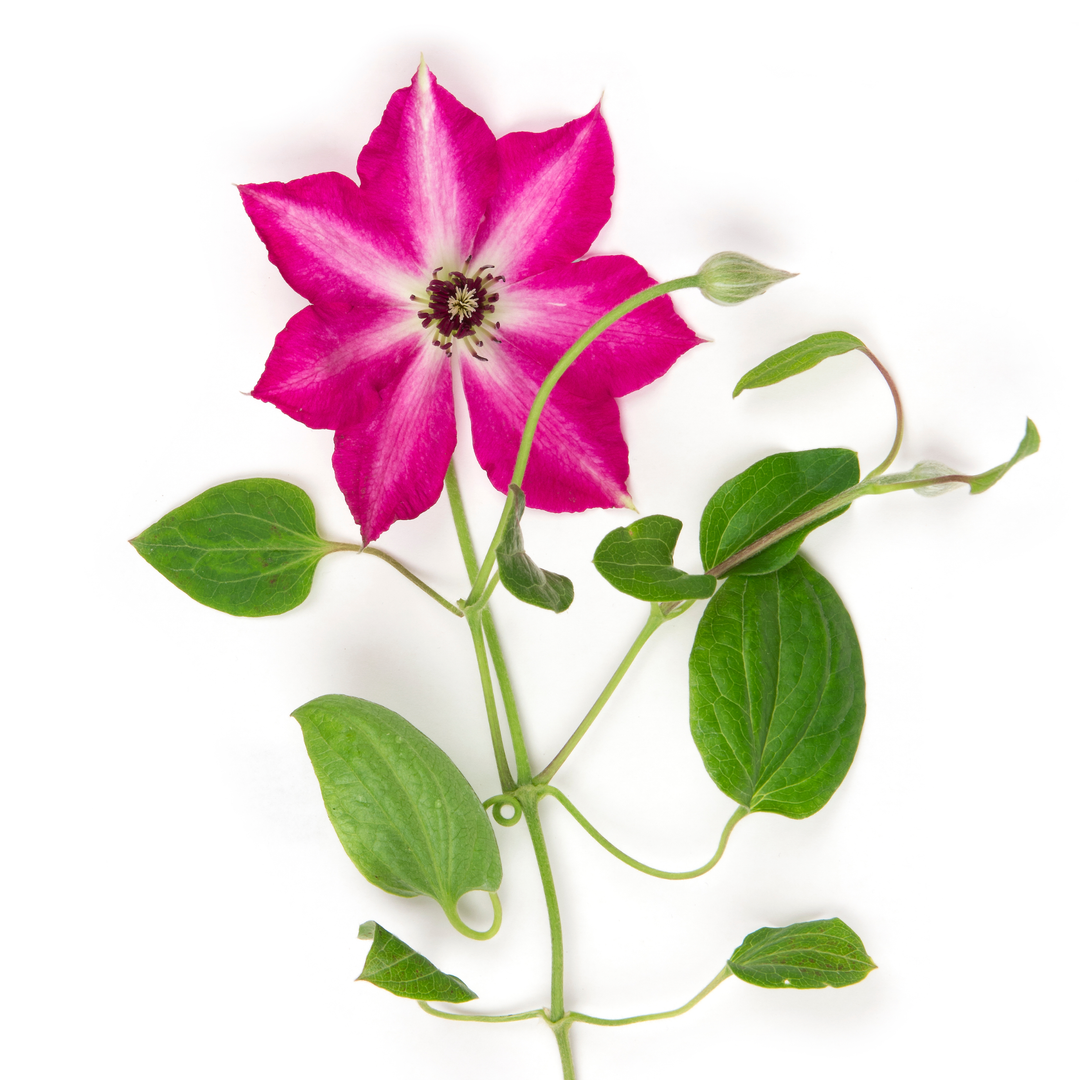 Clematis | 'Viva Polonia' | Proven Winners® Shrubs – Proven