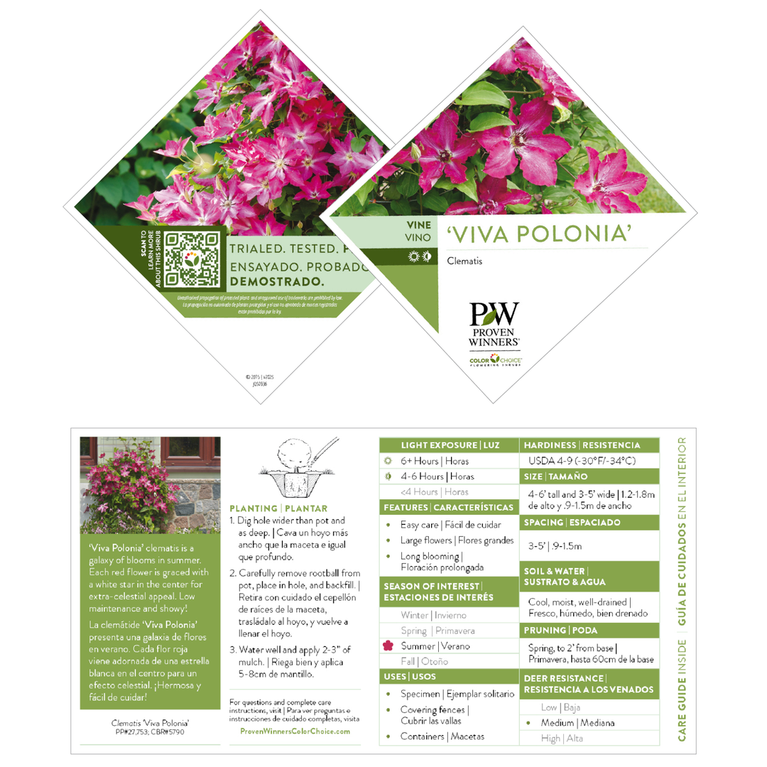 Clematis | 'Viva Polonia' | Proven Winners® Shrubs – Proven