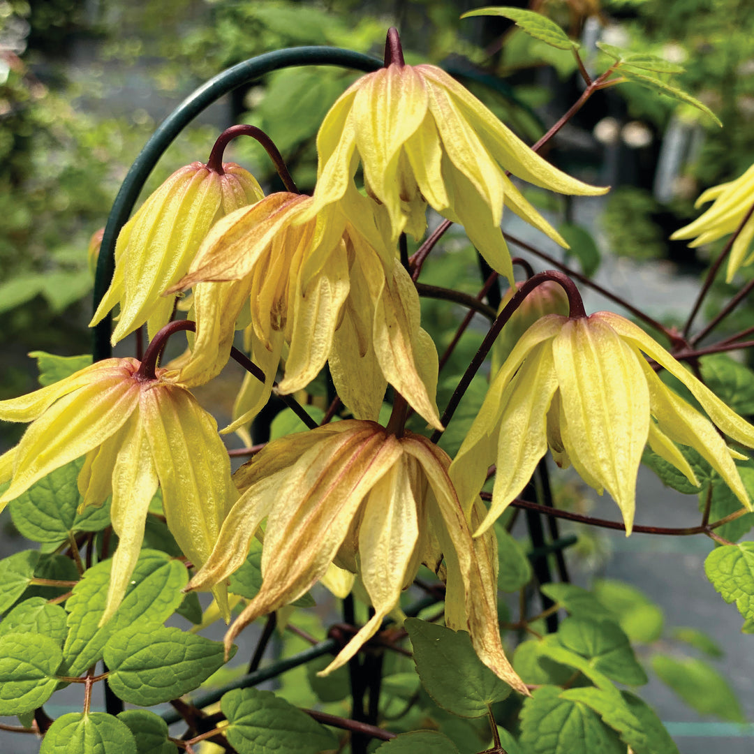 Funyella Clematis up close.