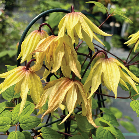 Funyella™ Clematis (Clematis)