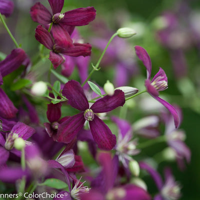 'Sweet Summer Love' Clematis up close.