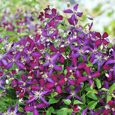 'Sweet Summer Love' 'Sweet Summer Love' Clematis up close.