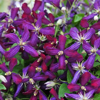 'Sweet Summer Love' 'Sweet Summer Love' Clematis up close.