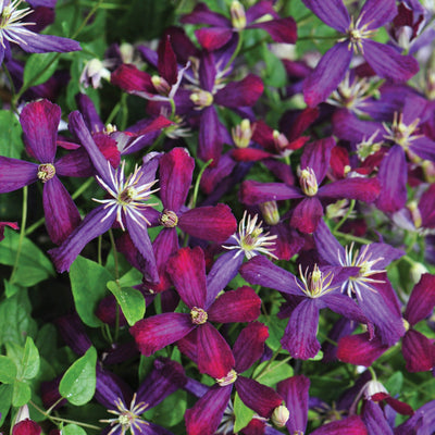 'Sweet Summer Love' Clematis up close.