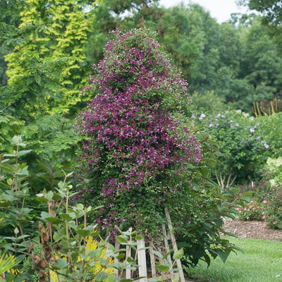 'Sweet Summer Love' Clematis in use.