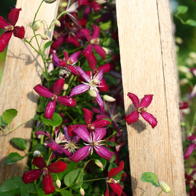 'Sweet Summer Love' 'Sweet Summer Love' Clematis in use.