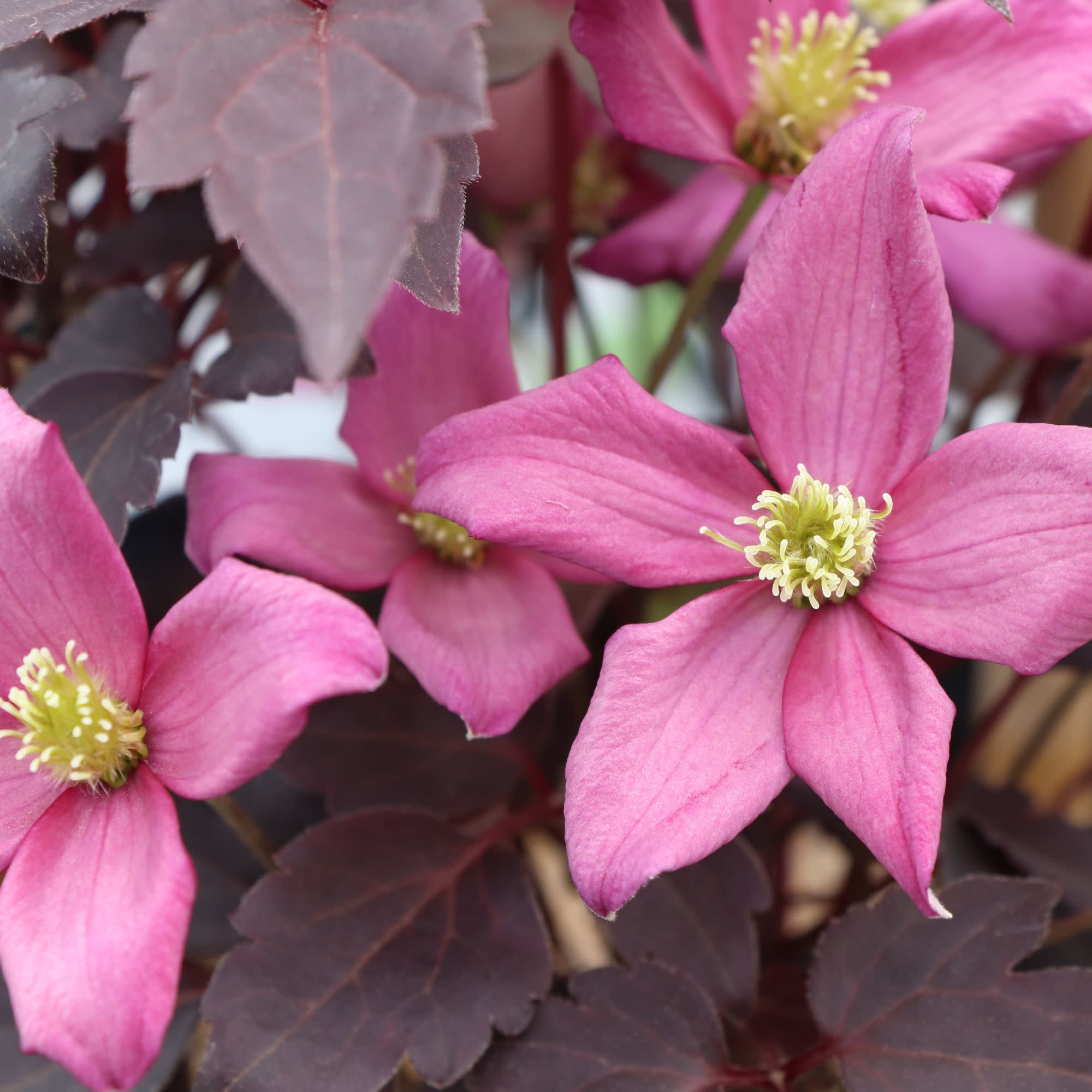 Anemone Clematis | Moongate Mocha™ | Proven Winners® Shrubs
