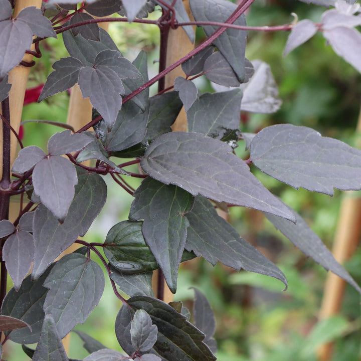 Moongate Mocha™ Clematis (montana) | Proven Winners® New Variety 2027