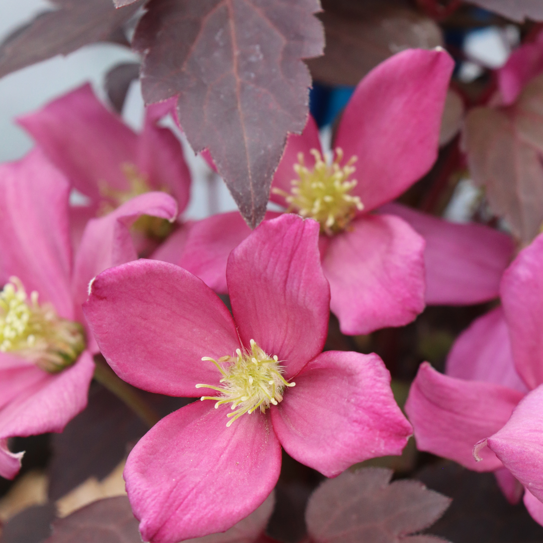 Moongate Mocha™ Clematis (montana) | Proven Winners® New Variety 2027