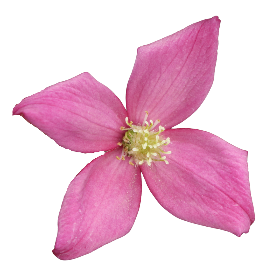 Moongate Mocha™ Clematis (montana) | Proven Winners® New Variety 2027