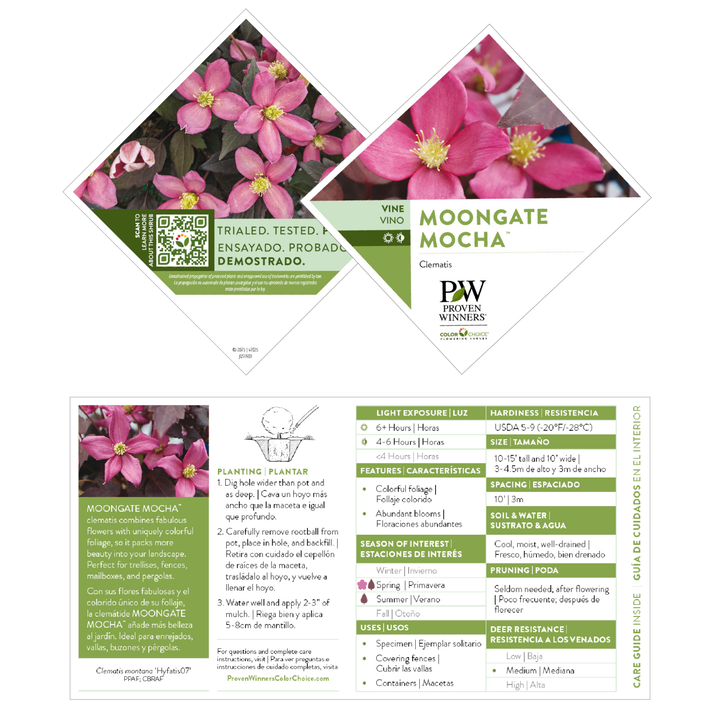 Moongate Mocha™ Clematis (montana) | Proven Winners® New Variety 2027